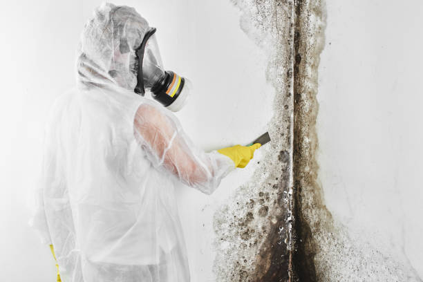 Professional Mold Inspection, Removal & Remediation in Santa Venetia, CA